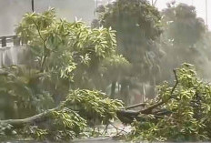 Hujan Deras Disertai Angin Kencang, Belasan Pohon Tumbang di Surabaya
