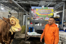 Sapi Simental Jaguar Asal Situbondo Terpilih Jadi Hewan Kurban Presiden Prabowo