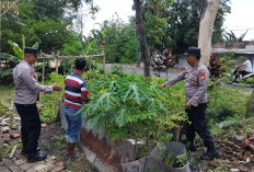 Bhabinkamtibmas Gerih Ngawi Aktif Dampingi Budidaya Cabai Warga Perkuat Ketahanan Pangan
