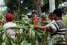 Polsek Krian Optimalkan Pertumbuhan Jagung untuk Ketahanan Pangan