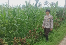 Polsek Pronojiwo Kawal Produktivitas Jagung di Lumajang Dukung Ketahanan Pangan