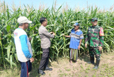 Polisi, TNI dan Petani Sinergi Pantau Pertumbuhan Jagung di Desa Pesawahan Porong