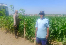 Dukung Swasembada Pangan, Bhabinkamtibmas Sukorame Turun ke Sawah Dampingi Petani Jagung
