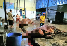 Retribusi RPH Ditarget Rp170 Juta, Kini Siapkan Juleha