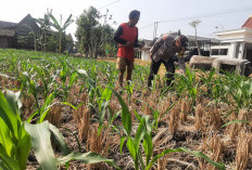 Bhabinkamtibmas Kwadungan Monitoring Budidaya Kacang Panjang, Perkuat Ketahanan Pangan di Ngawi 