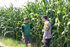 Bhabinkamtibmas Jabon Pantau Pengairan dan Pemupukan Bantu Petani Optimalkan Hasil Jagung