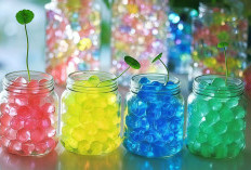 Water Beads Berbahaya bagi Anak Tapi Bisa Jadi Media Tanaman Hias yang Estetik
