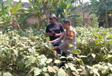 Bhabinkamtibmas Karangjati Pantau Tanaman Terong dan Cabai, Perkuat Ketahanan Pangan Warga