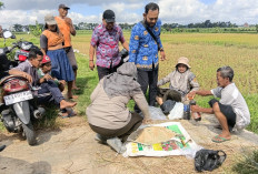 Tujuh Hektare Padi Ludes Diserang Tikus, Petani Desa Jeli Berharap Ada Bantuan Pemerintah