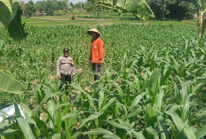 Bhabinkamtibmas Bringin Cek Tanaman Jagung, Dukung Ketahanan Pangan di Ngawi