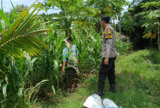 Kawal Program Asta Cita Presiden, Bhabinkamtibmas Polsek Kunir Cek Pertumbuhan Lahan Jagung Warga Desa Sukorej
