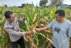 Tanaman Jagung Mulai Berbuah, Polsek Gedangan Intensifkan Pendampingan Ketahanan Pangan