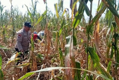 Bhabinkamtibmas Mrican Kediri Dampingi Petani Jagung Perkuat Ketahanan Pangan