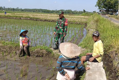 Komsos di Lahan Pertanian Lumajang, Babinsa Sentul Jadi Penyemangat Petani Sumber Tani