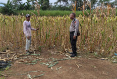 Sinergi Polri-Petani, Bhabinkamtibmas Polsek Kedungjajang Dampingi Petani Jagung Desa Krasak