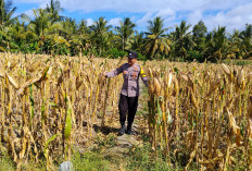 Bhabinkamtibmas Polsek Tempursari Cek Langsung Kesiapan Panen Jagung di Desa Tegalrejo