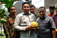 Anggota DPRD dan Bupati Sidoarjo Panen Melon di Candinegoro Wonoayu
