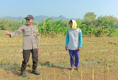 Bhabinkamtibmas Pojok Aktif Dampingi Petani, Dukung Ketahanan Pangan di Kota Kediri