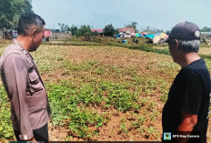 Dukung Swasembada Pangan, Polsek Tanah Merah Bangkalan Rajin Sambangi Petani Kacang Tanah