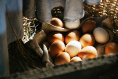 Jangan Asal Pilih Telur, Ini Arti Cangkang dan Bentuk yang Perlu Diperhatikan