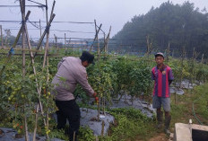 Bhabinkamtibmas Polsek Nongkojajar Pantau Tanaman Tomat Dukung Ketahanan Pangan di Pasuruan