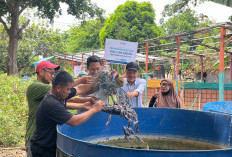 Inspiratif! Kelompok Cah Angon Ketintang Sulap Lahan Terbatas Jadi Sentra Budidaya Lele dan Frozen Food