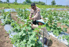 Polsek Tarik Monitoring Ketahanan Pangan Petani Melon di Desa Gampingrowo