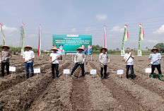 Bongkar Ratoon Tebu Dimulai, Pemkab Tulungagung Kejar Target 150 Ton per Hektare