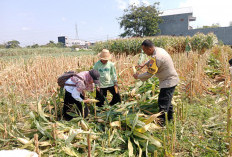 Hasil Nyata Pendampingan Bhabinkamtibmas, Petani Singonegaran Sukses Panen 5 Ton Jagung