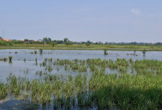 158 Hektar Sawah Terendam Banjir, Petani Rejoso dan Winongan Cemas