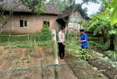 Bhabinkamtibmas Jogorogo Monitoring Budidaya Tomat Warga, Perkuat Ketahanan Pangan di Ngawi