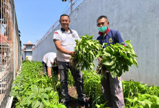 Lahan Sempit Disulap Subur, Lapas Jember Panen 30 Kg Kangkung Segar dari Area Brandgang