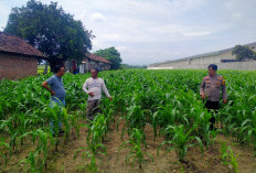 Polsek Prambon Dampingi Petani Kontrol Tanaman Jagung, Antisipasi Serangan Hama Ulat