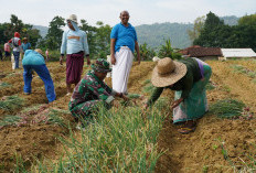 Satgas TMMD 127 Perkuat Swasembada Lewat Panen Bawang