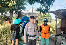 Dukung Ketahanan Pangan, Bhabinkamtibmas Polsek Ngawi Kota Monitoring Panen Padi Warga