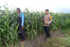 Polresta Sidoarjo Dorong Swasembada Pangan Melalui Pendampingan Petani Jagung di Krembung