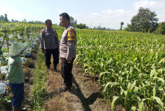 Polsek Gandusari Dukung Ketahanan Pangan Melalui Sambang Petani