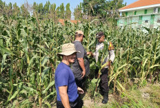 Motivasi Petani Desa Lebo, Polisi Optimalkan Lahan Jagung untuk Ketahanan Pangan