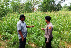 Musim Kemarau Tiba, Polsek Tajung Bumi Pantau Tanaman Jagung di Desa Tlangoh