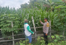Dukung Ketahanan Pangan, Bhabinkamtibmas Kedunggalar Monitoring Tanaman Jagung Warga