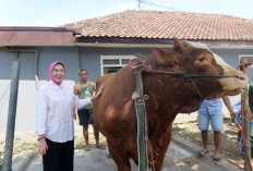 Sapi “Kang Jo” Asal Lumajang Terpilih Jadi Hewan Kurban Presiden