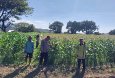 Bhabinkamtibmas Polsek Mojoroto Edukasi Petani Jagung di Kediri Kota Dukung Ketahanan Pangan