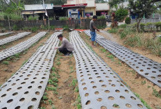Polsek Nongkojajar Pasuruan Dampingi Petani Bawang Putih Tlogosari 