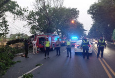Pohon Tumbang Blokir Jalan Lamongan, Polisi Gerak Cepat Urai Kemacetan