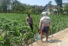 Bhabinkamtibmas Bringin Cek Pertanian Jagung Warga, Pastikan Stok Pangan Terjaga 