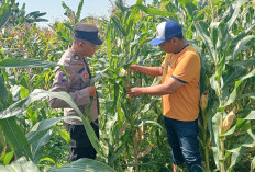Jalin Kedekatan dengan Petani, Anggota Polsek Tarik Patroli dan Pantau Lahan Jagung untuk Ketahanan Pangan