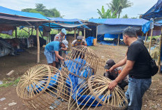 Arena Judi Sabung Ayam Dusun Garit Dibongkar Polisi