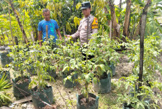 Bhabinkamtibmas Desa Kedungprahu Monitoring Lahan Cabai Warga, Dukung Ketahanan Pangan di Ngawi 