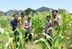 Polsek Sukodono Cek Pertumbuhan Jagung di Kebonagung, Dukung Ketahanan Pangan