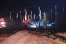 Kandang Beserta 3 Ribu Ekor Ayam Petelur di Boro Terbakar, Kerugian Ratusan Juta